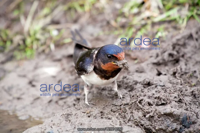 : Swallow - collecting mud as nesting material : Swallow - collecting mud as nesting material