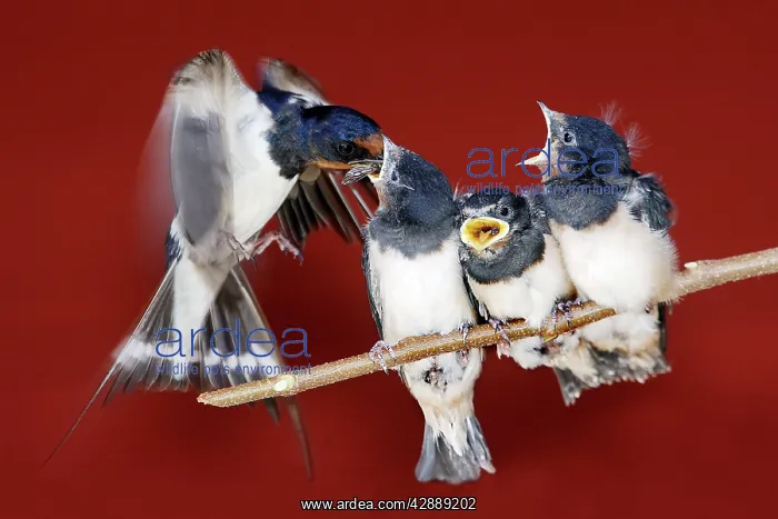 : Swallow - feeding young : Swallow - feeding young
