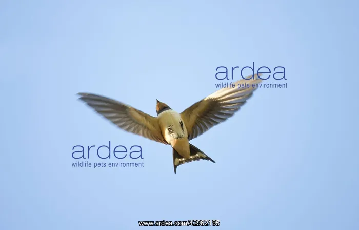 : Swallow - in flight : Swallow - in flight