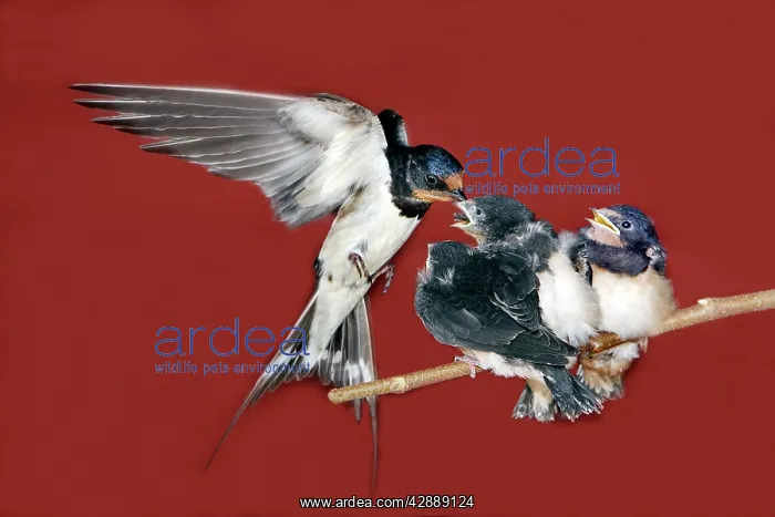 : Swallow - in flight feeding young : Swallow - in flight feeding young