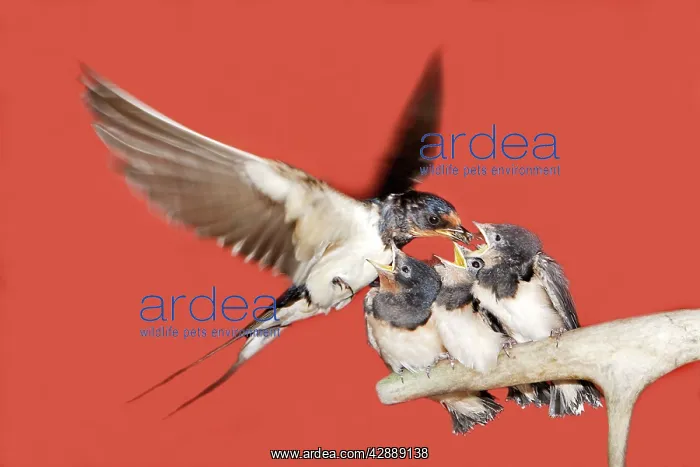 : Swallow - in flight feeding young : Swallow - in flight feeding young