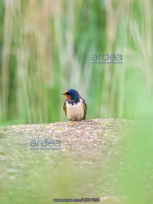 : Swallow - juvenile