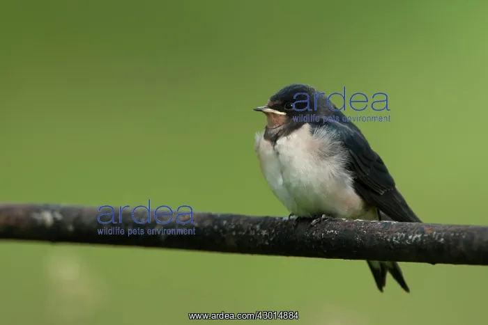  : Swallow juvenile on metal fence