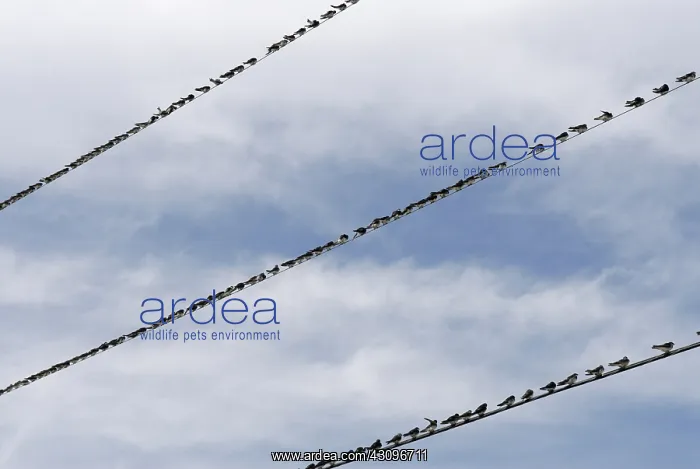 : Swallow Migration : Swallow Migration