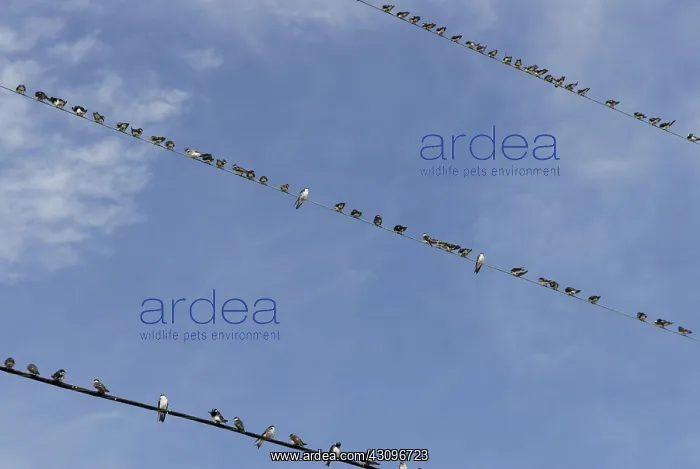 : Swallow Migration : Swallow Migration