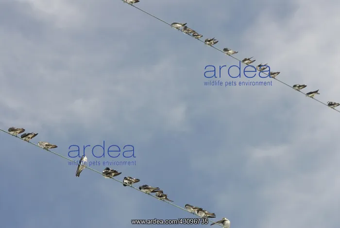 : Swallow Migration : Swallow Migration