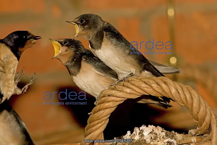 : Swallow - mother feeding two young perched on basket handle : Swallow - mother feeding two young perched on basket handle