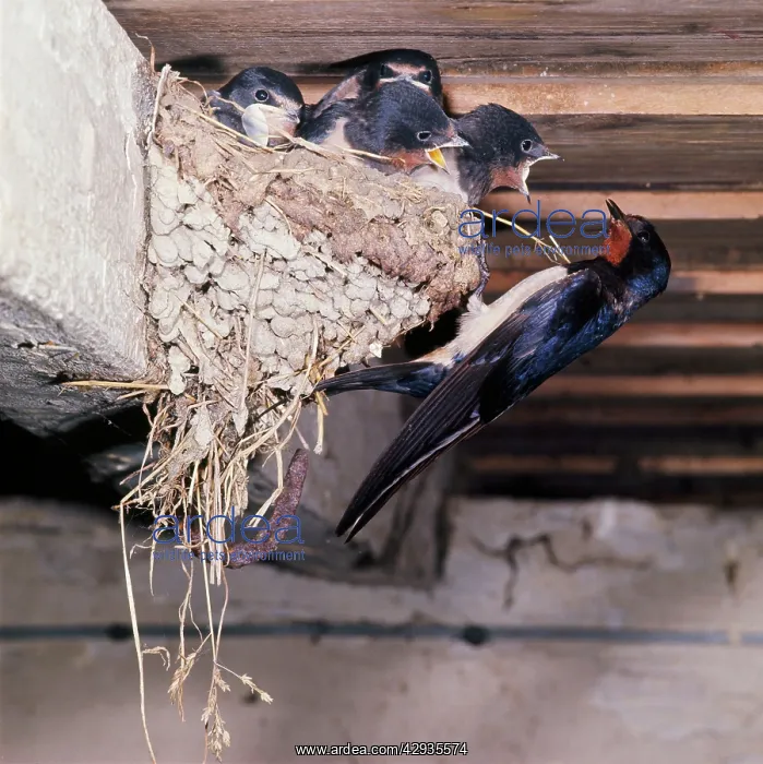 : Swallow - at nest with young : Swallow - at nest with young