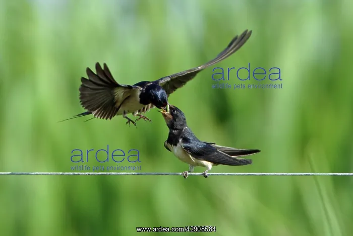 : Swallow - parent bird on the wing, feeding Juvenile : Swallow - parent bird on the wing, feeding Juvenile
