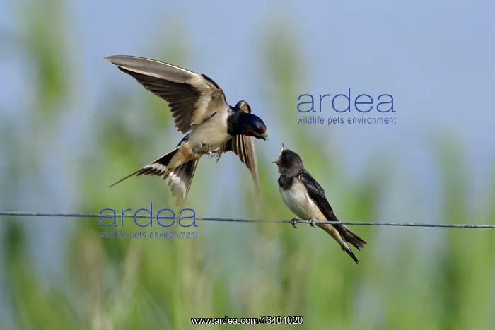 : Swallow - parent bird on the wing, feeding Juvenile : Swallow - parent bird on the wing, feeding Juvenile