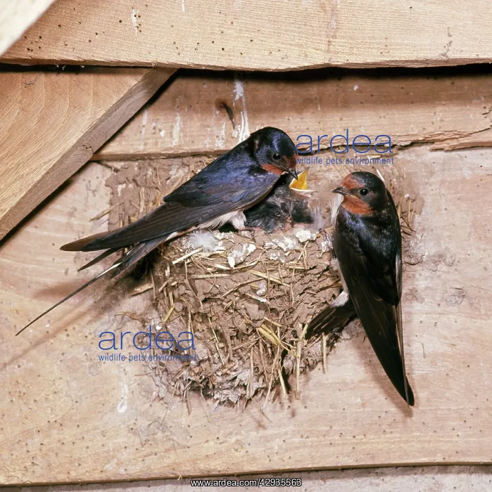 : Swallow - parents at nest with young : Swallow - parents at nest with young