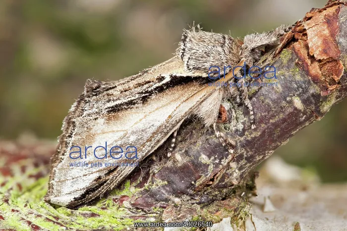 : Swallow Prominent Moth : Swallow Prominent Moth