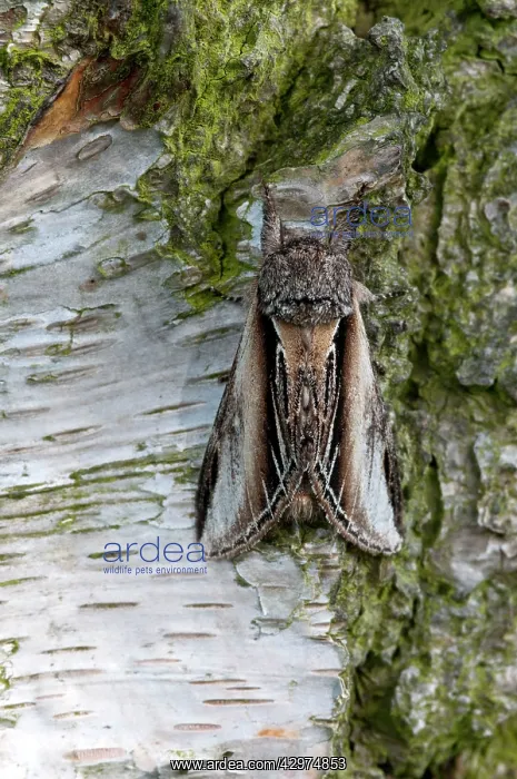 : Swallow prominent Moth - resting on birch trunk : Swallow prominent Moth - resting on birch trunk