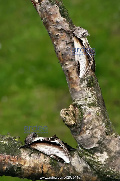 : Swallow Prominent Moth (top) Lesser Swallow Prominent : Swallow Prominent Moth (top) Lesser Swallow Prominent
