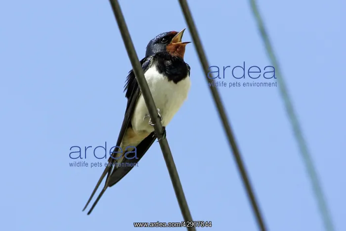 : Swallow - Singing from power lines : Swallow - Singing from power lines