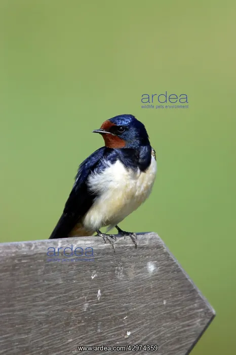 : Swallow - Sitting on signpost : Swallow - Sitting on signpost