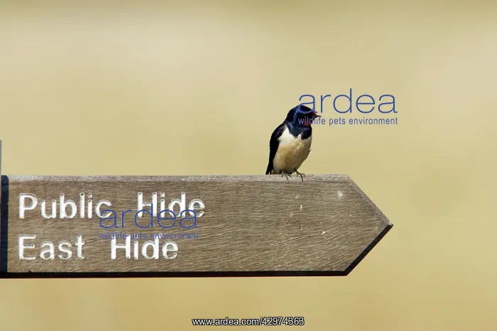 : Swallow - Sitting on signpost : Swallow - Sitting on signpost