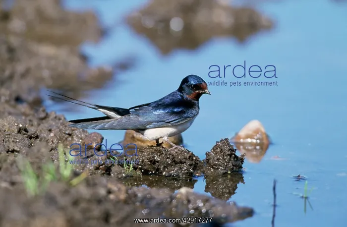 : Swallow - standing on mud : Swallow - standing on mud