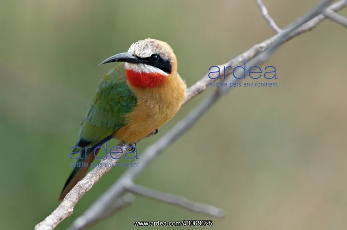 : Swallow Tailed Bee-eater : Swallow Tailed Bee-eater