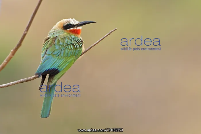  : Swallow Tailed Bee-eater
