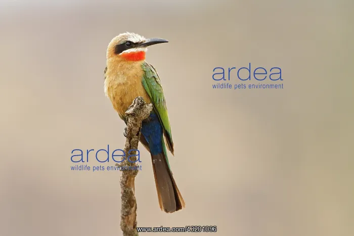 : Swallow Tailed Bee-eater : Swallow Tailed Bee-eater