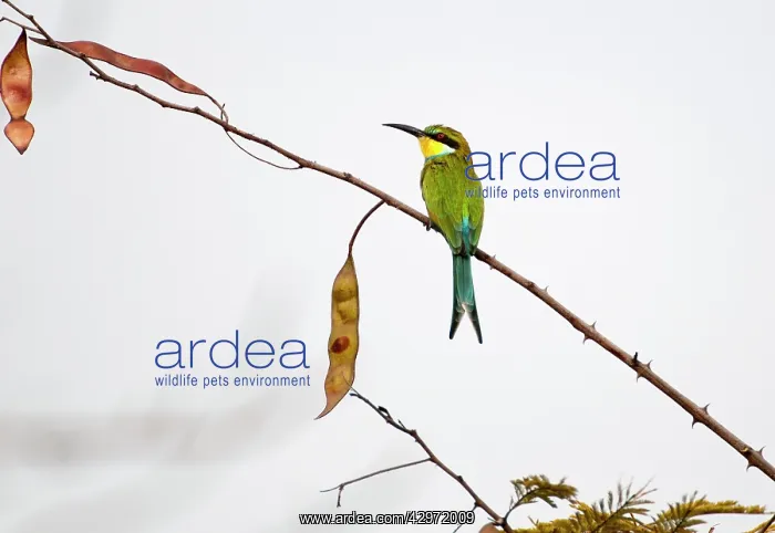 : Swallow-tailed Bee-eater - on thin branch with seed pods : Swallow-tailed Bee-eater - on thin branch with seed pods