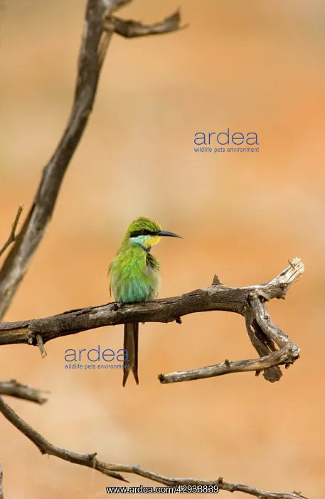 : Swallow-tailed Bee-Eater - Perched on a branch : Swallow-tailed Bee-Eater - Perched on a branch