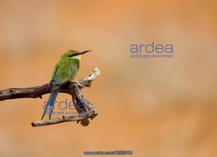 : Swallow-tailed Bee Eater - Perched on a branch : Swallow-tailed Bee Eater - Perched on a branch