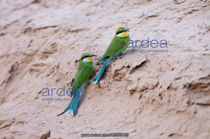 : Swallow-tailed Bee-eaters - Adults resting on roadside bank : Swallow-tailed Bee-eaters - Adults resting on roadside bank