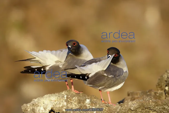 : Swallow-tailed Gull : Swallow-tailed Gull