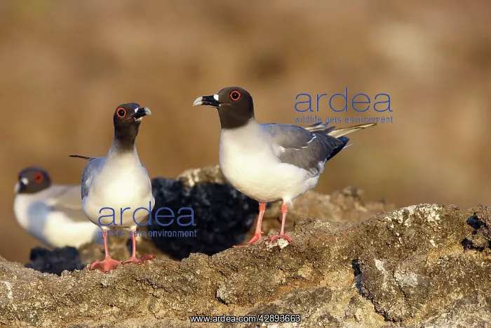 : Swallow-tailed Gull : Swallow-tailed Gull