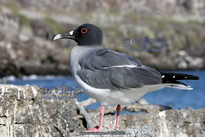 : Swallow-tailed Gull : Swallow-tailed Gull