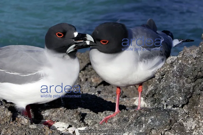 : Swallow-tailed Gull : Swallow-tailed Gull