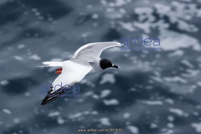  : Swallow-tailed Gull