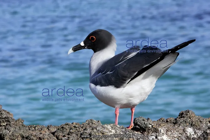 : Swallow-tailed Gull : Swallow-tailed Gull