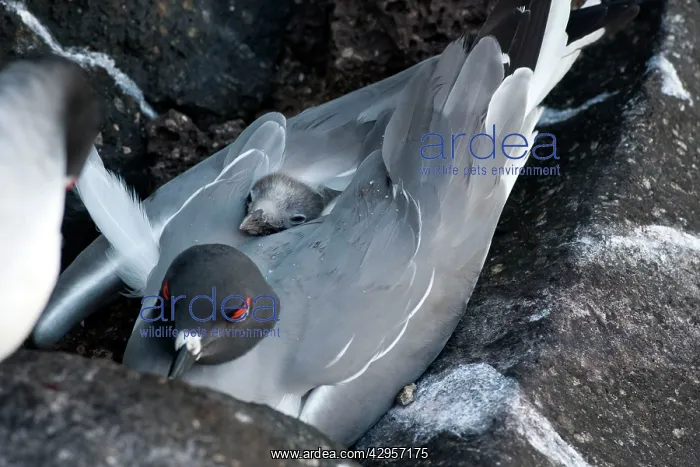 : Swallow-tailed Gull : Swallow-tailed Gull