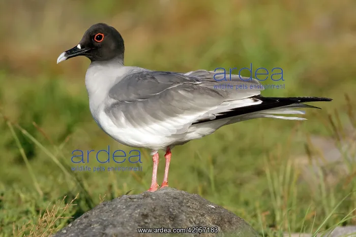 : Swallow-tailed Gull : Swallow-tailed Gull
