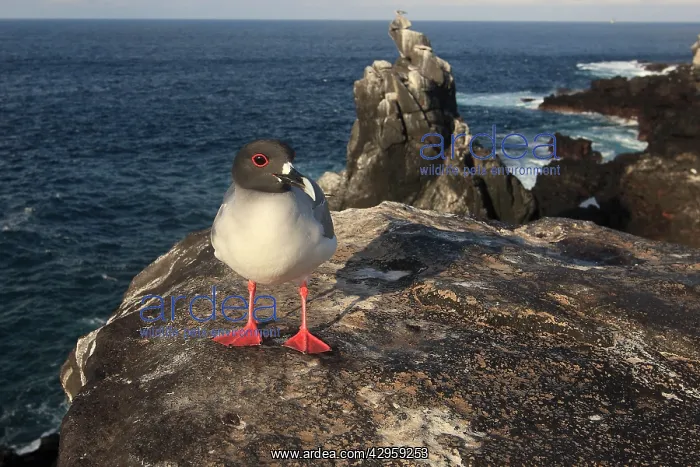 : Swallow tailed Gull : Swallow tailed Gull