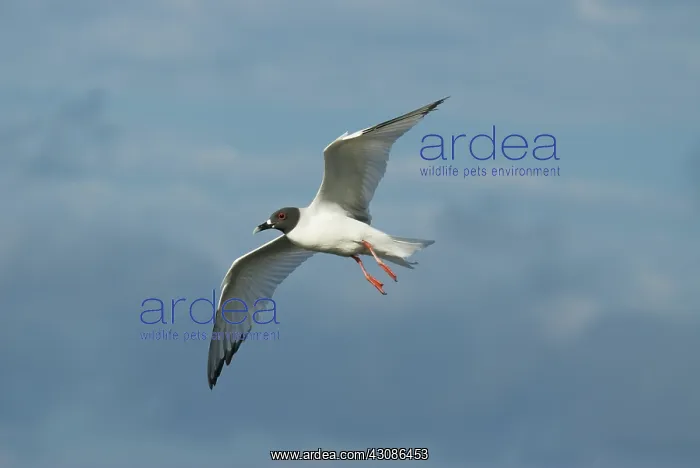 : Swallow-tailed gull : Swallow-tailed gull