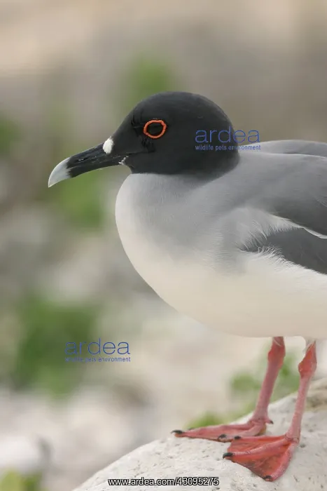 : Swallow-tailed Gull : Swallow-tailed Gull