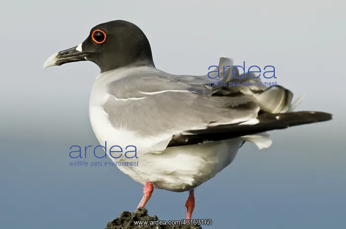 : Swallow-tailed gull : Swallow-tailed gull