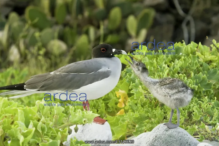 : Swallow-tailed gull chick and adult : Swallow-tailed gull chick and adult