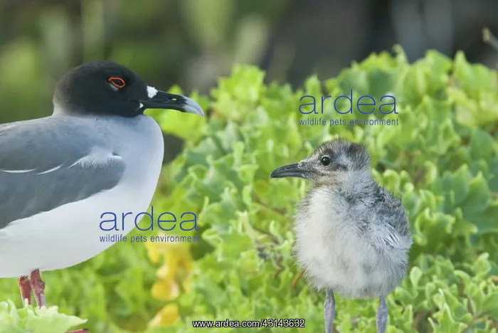 : Swallow-tailed gull chick and adult : Swallow-tailed gull chick and adult