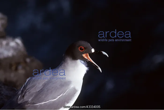 : SWALLOW-TAILED GULL - close-up of head, calling : SWALLOW-TAILED GULL - close-up of head, calling