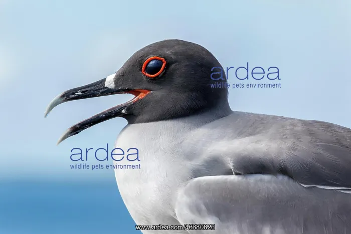 : Swallow-tailed Gull (Creagrus furcatus), Galapagos I : Swallow-tailed Gull (Creagrus furcatus), Galapagos I