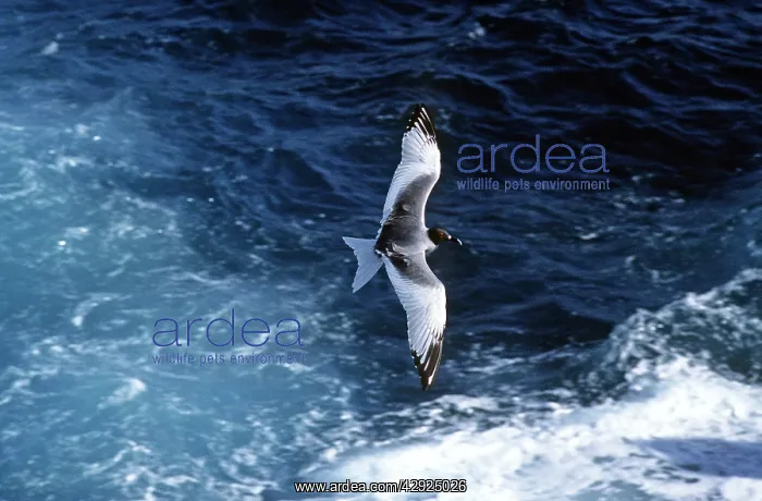 : Swallow-Tailed Gull - in flight over sea : Swallow-Tailed Gull - in flight over sea