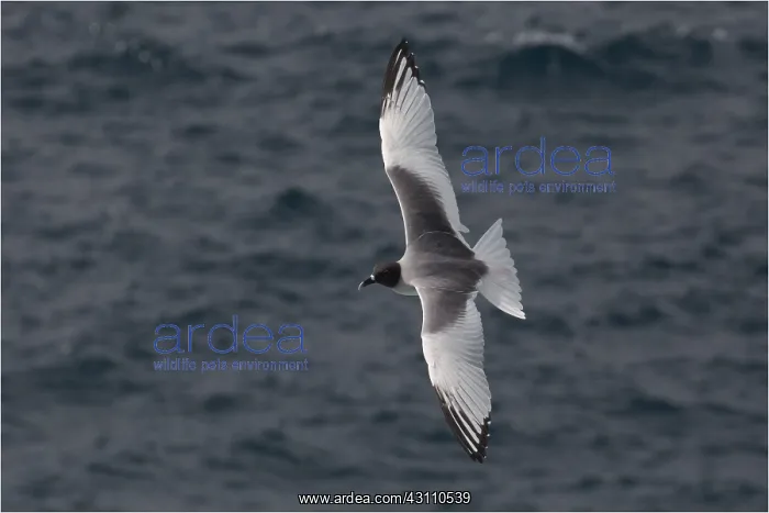 : Swallow-tailed Gull - Flying - off Suarez Point : Swallow-tailed Gull - Flying - off Suarez Point