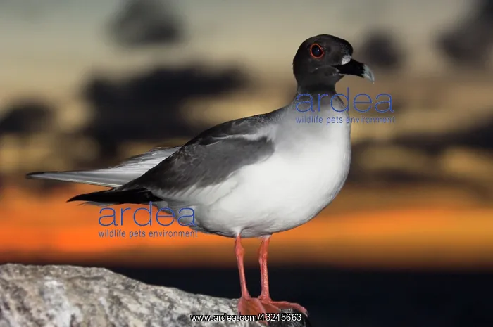 : Swallow-tailed Gull (Larus furcatus) Punto : Swallow-tailed Gull (Larus furcatus) Punto