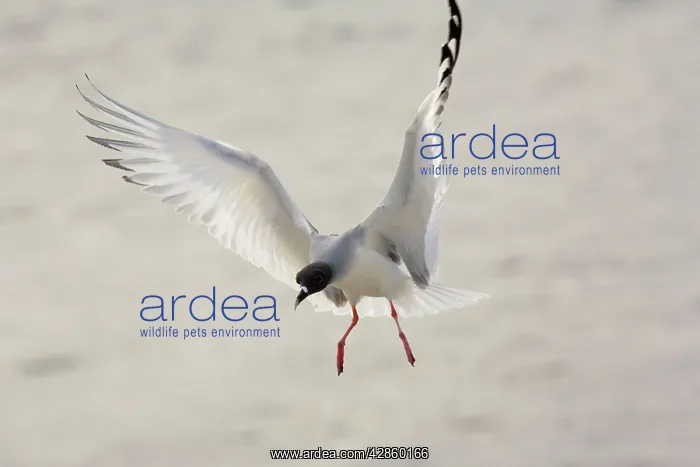 : Swallow-tailed Gull - the only night-flying gulls : Swallow-tailed Gull - the only night-flying gulls