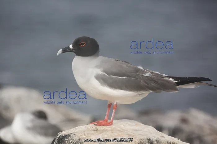 : Swallow-tailed Gull - Perched on a rock - Epanola : Swallow-tailed Gull - Perched on a rock - Epanola